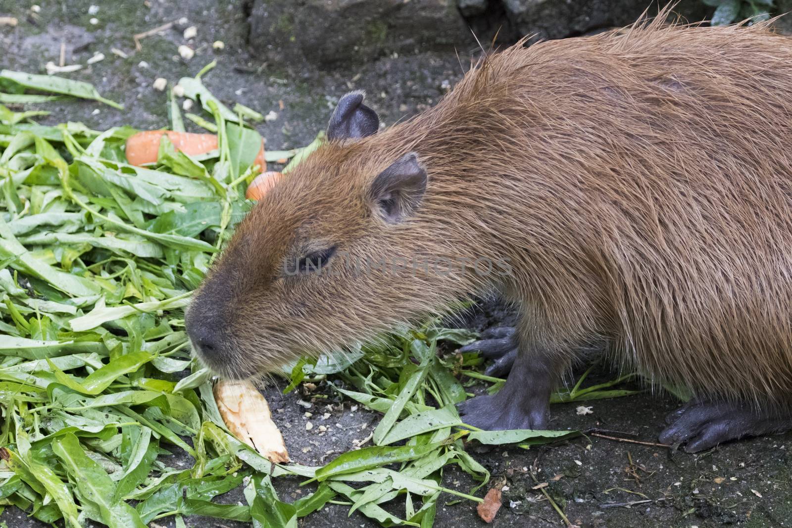 Image of a muskrat (Ondatra zibethicus) eating morning glory