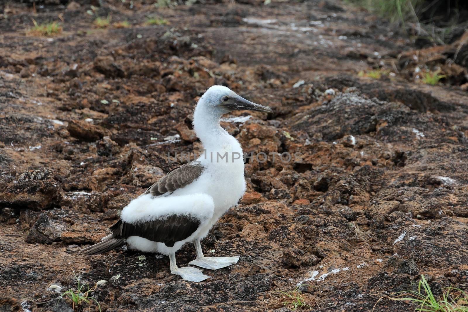 Blue footed booby, baby bird, sula nebouxii, Galapagos Ecuador