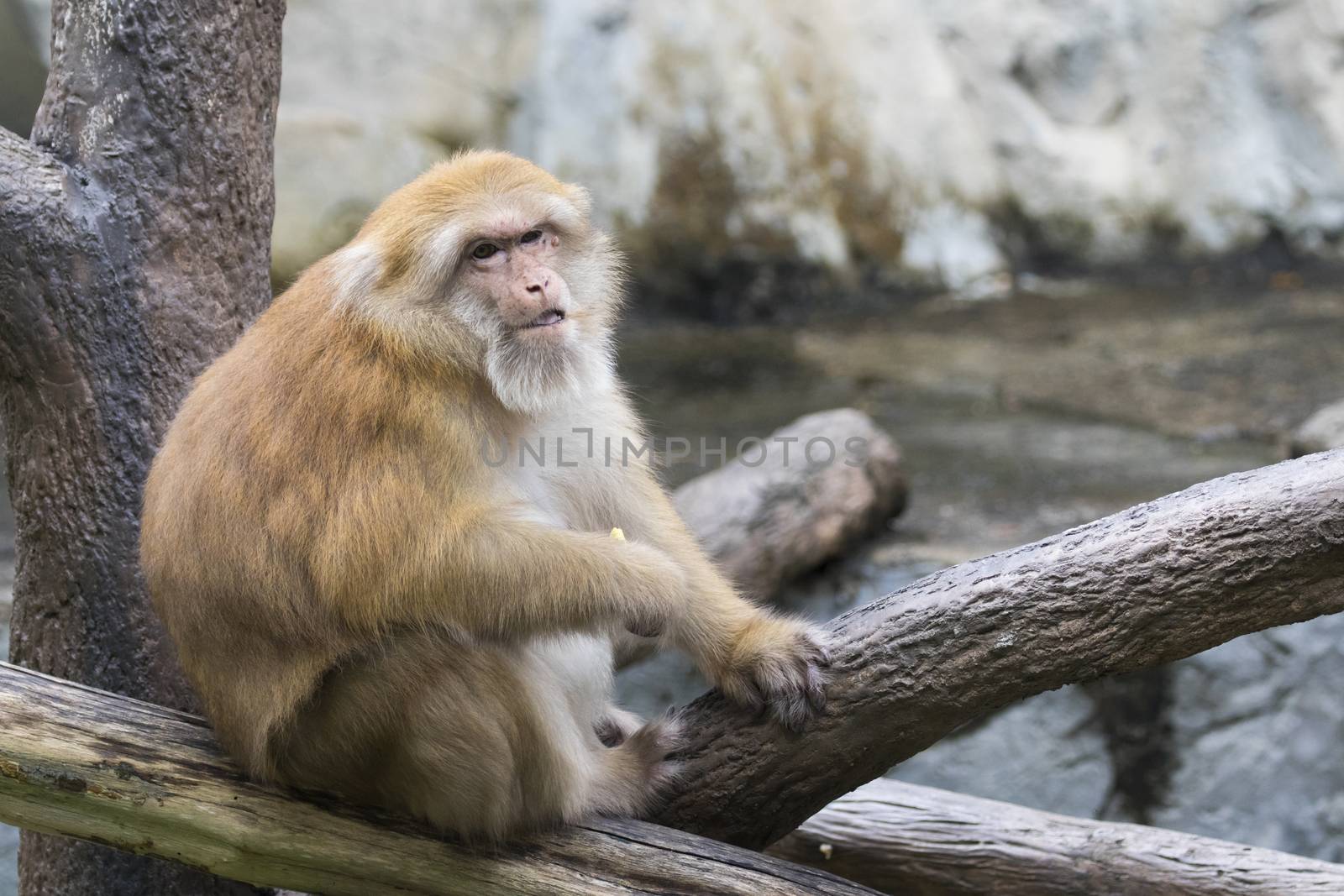 Image of a brown rhesus monkeys on nature background.