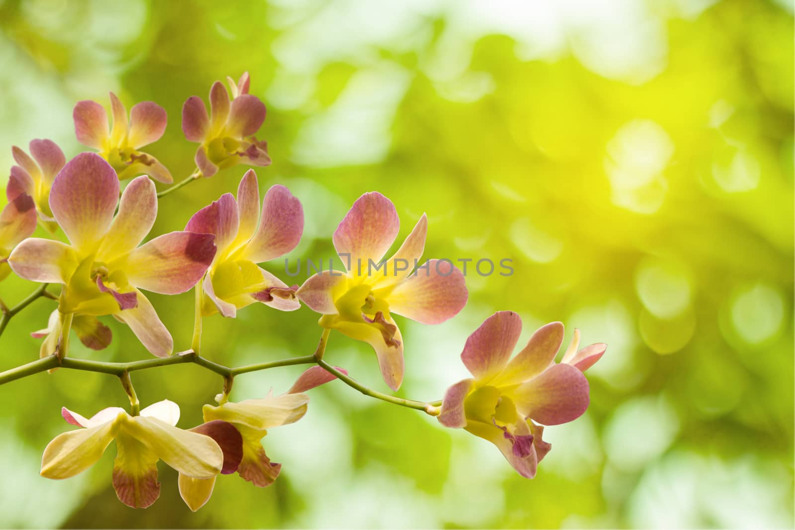 orchids bouquet of flowers beautiful background blur in nature light