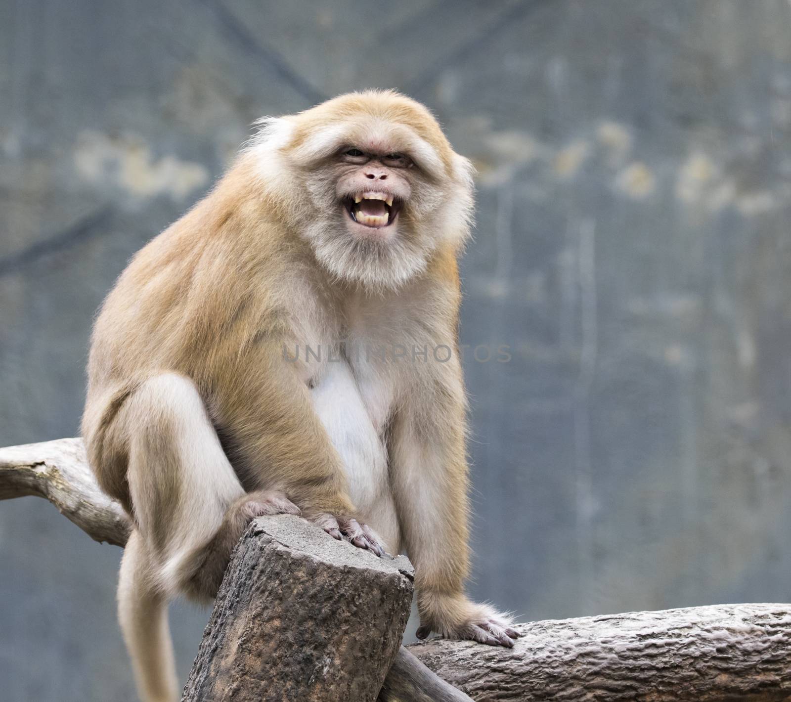 Image of a brown rhesus monkeys on nature background.