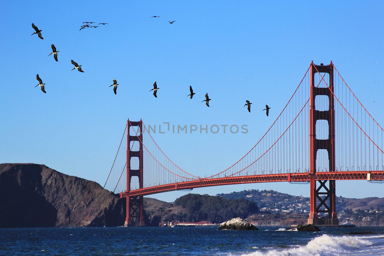 San Francisco Golden Gate Bridge and a flock of pelicans in the sky