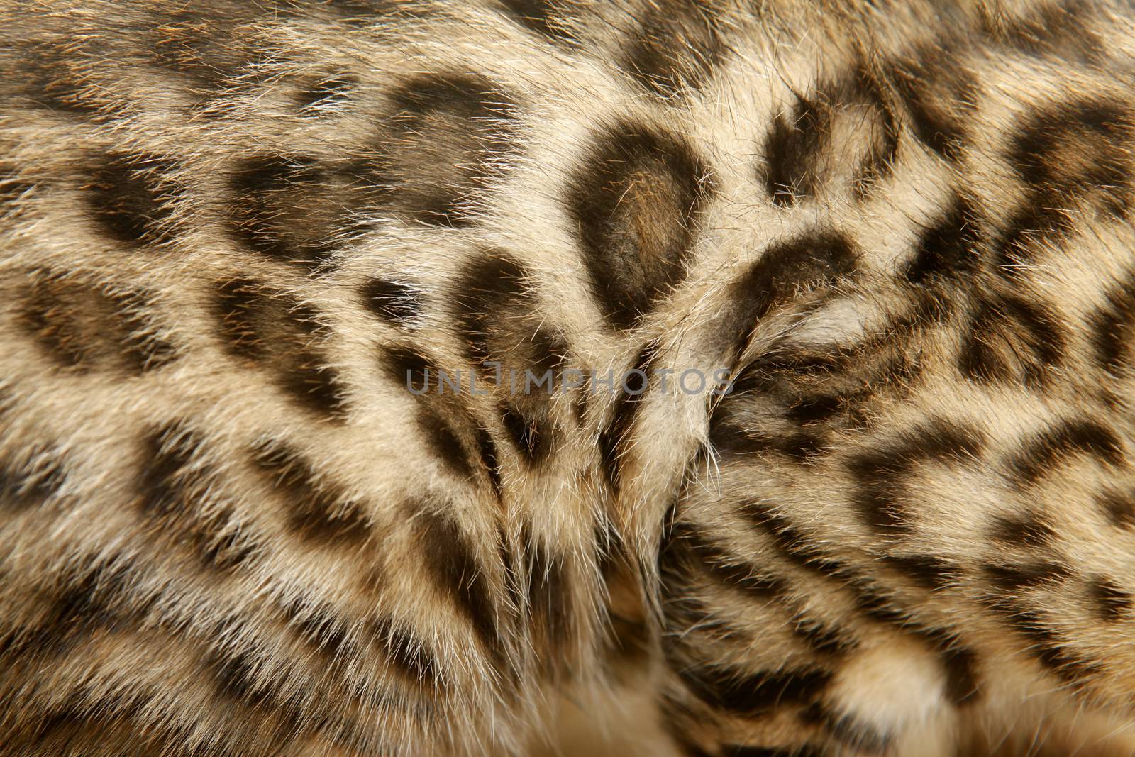 Natural pattern on bengal cat fur, real texture of feline pelt