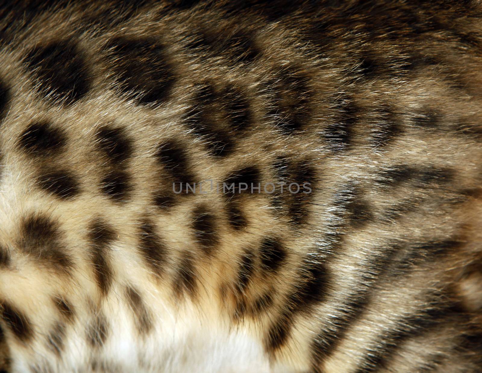 Natural pattern on bengal cat fur, real texture of feline pelt