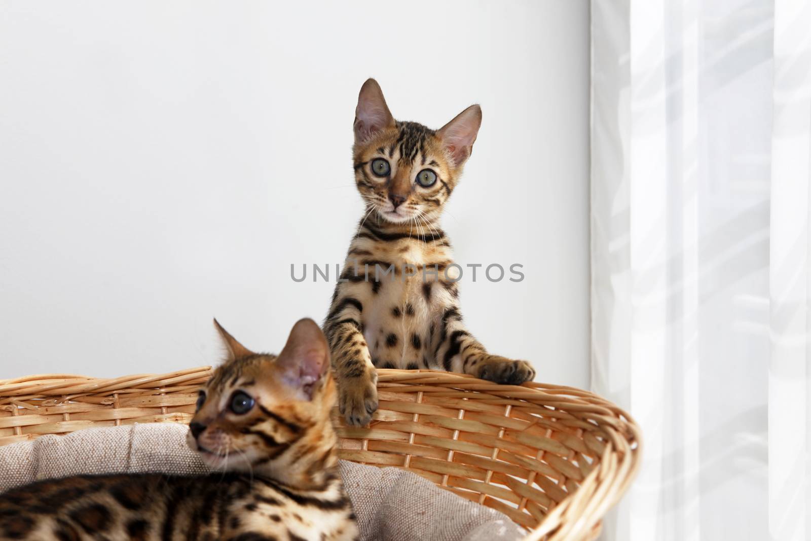 Small bengal kittens in a basket