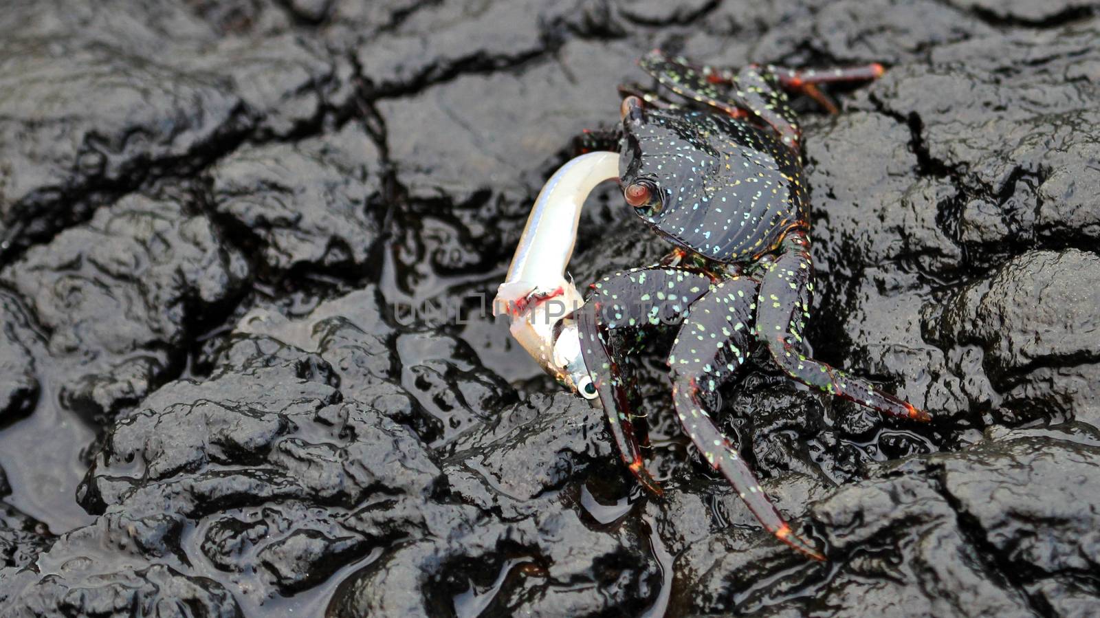 Grapsus crab with fish on volcanic rock on Galapagos island