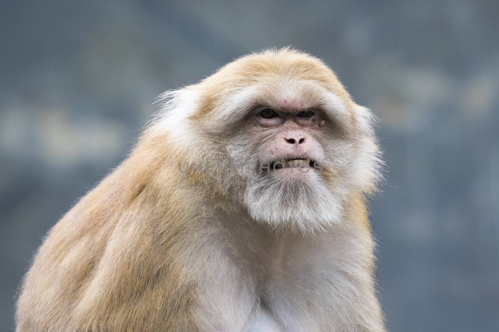 Image of a brown rhesus monkeys on nature background.