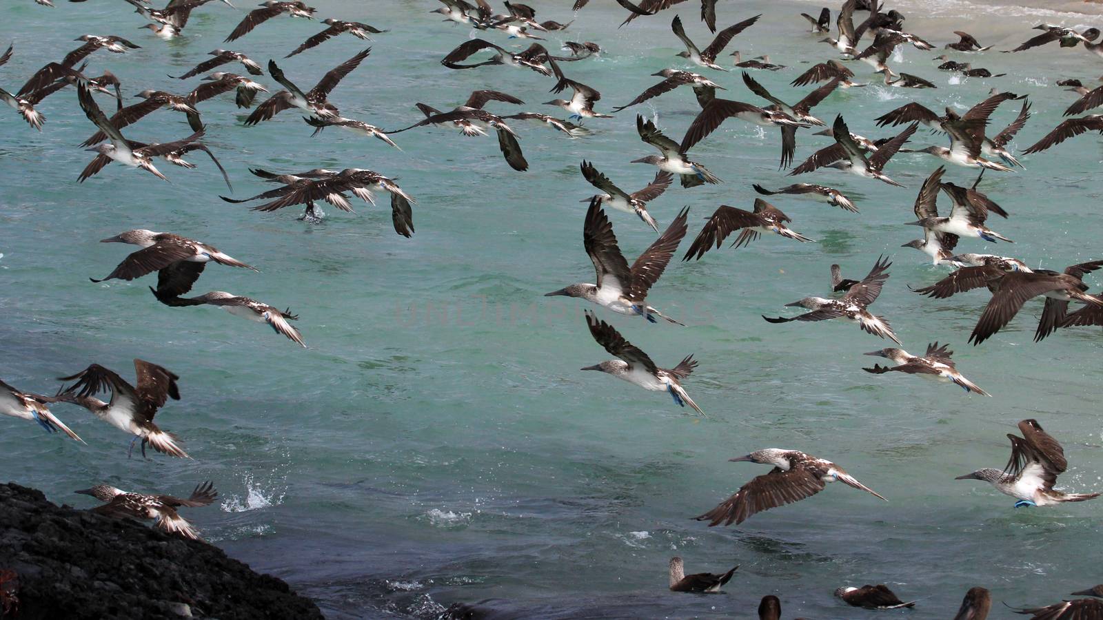 Blue footed boobies flying and fishing, Galapagos by cicloco