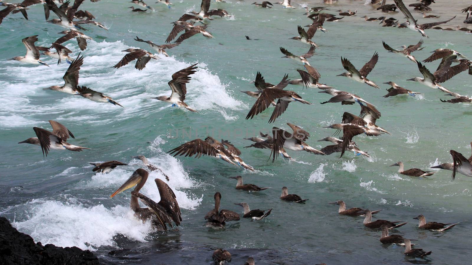 Blue footed boobies flying and fishing, Galapagos by cicloco