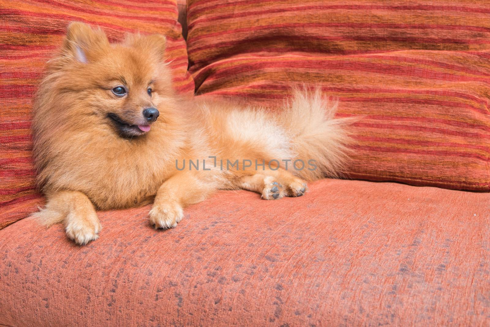 Spitz dog sit on a leather sofa.