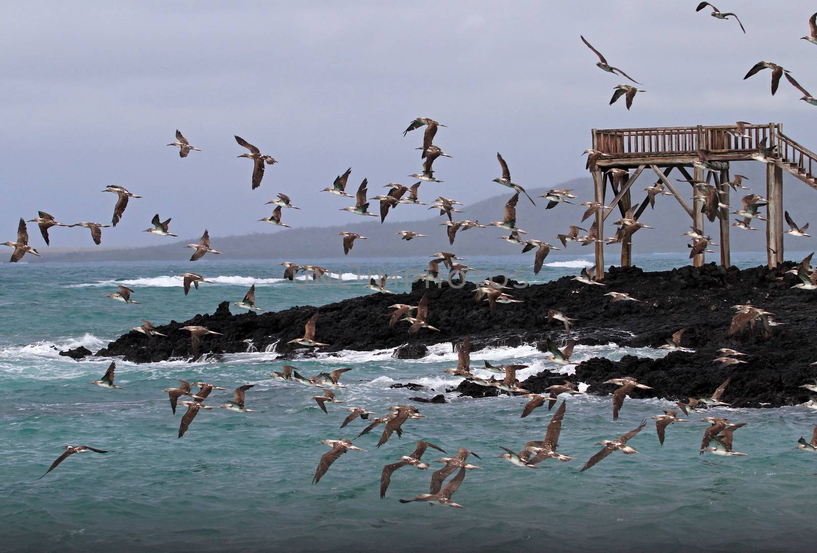 Blue footed boobies flying and fishing, Galapagos by cicloco
