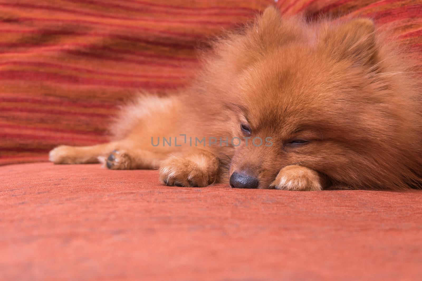 Pomeranian dog in hair shed period, sleeping on the sofa, focus on the eye