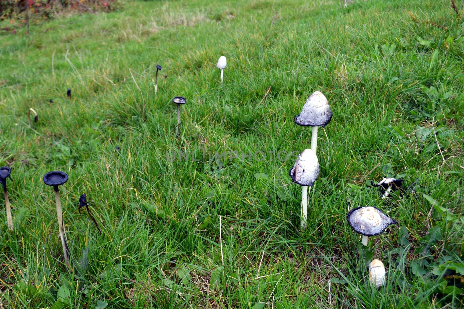 white mushrooms in the grass  by Philou1000