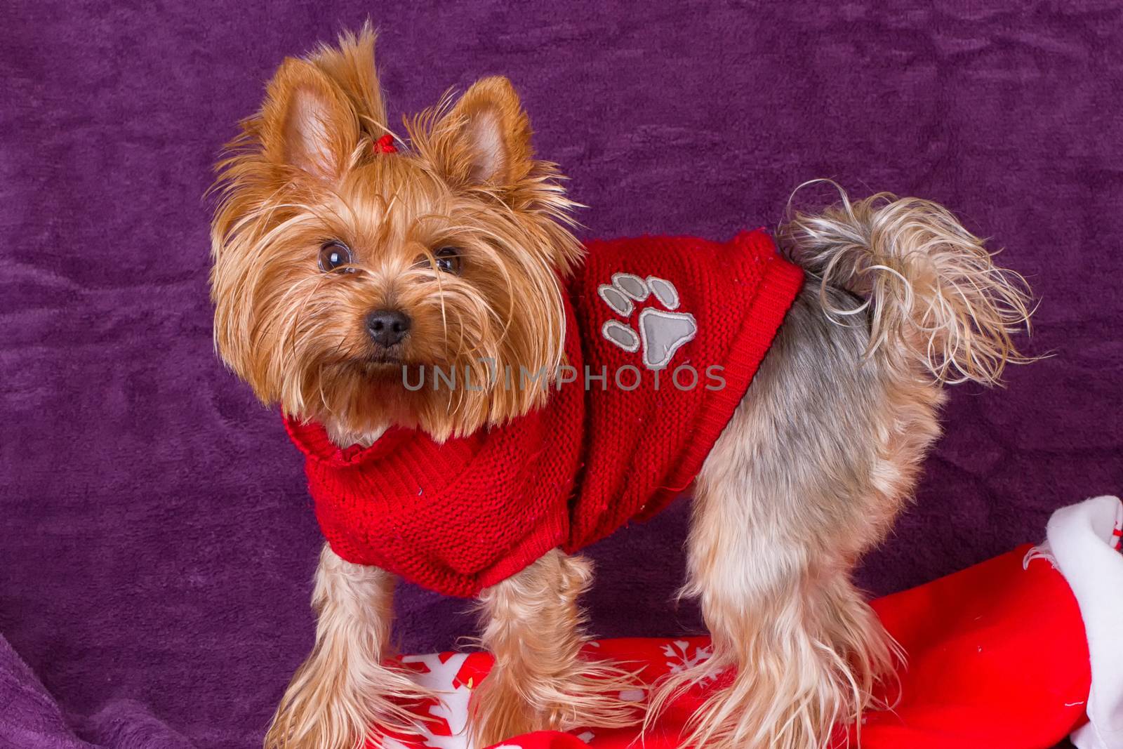Yorkshire Terrier in warm clothes on purple background