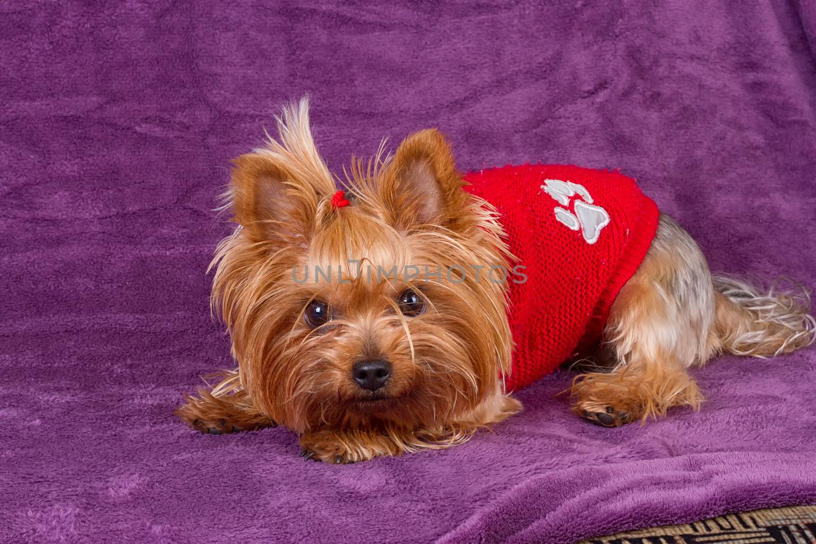 Yorkshire Terrier in warm clothes on purple background