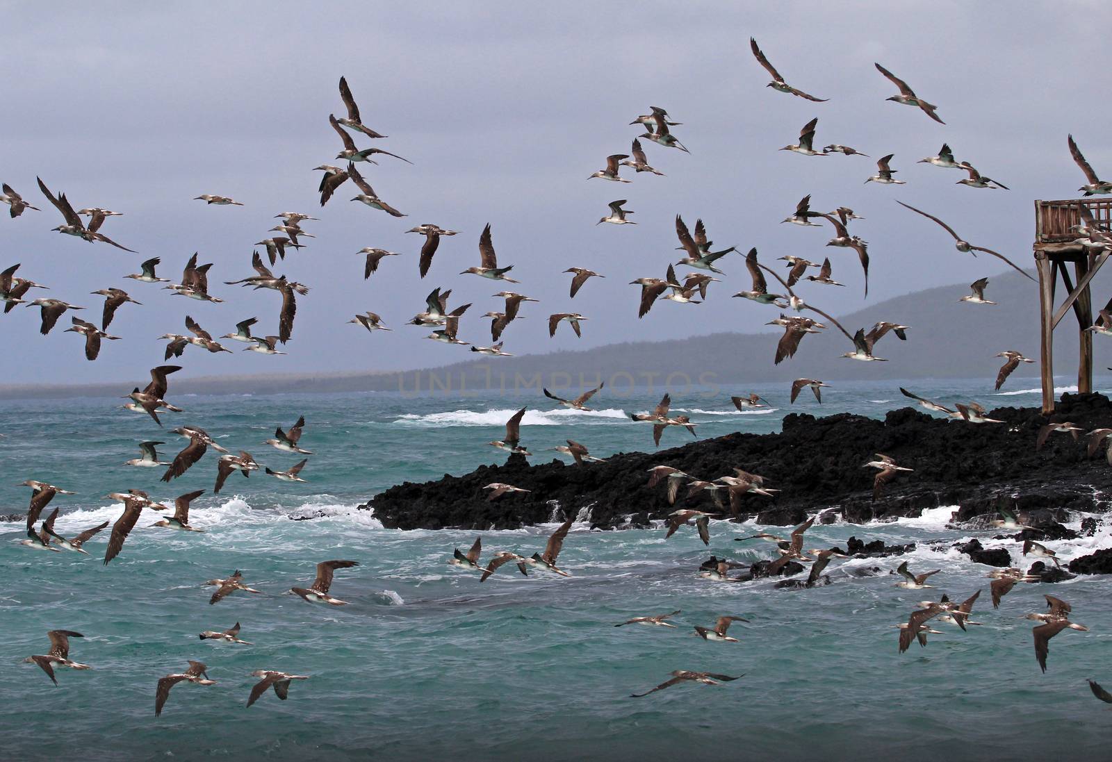 Hundreds of blue footed boobies flying and fishing, Galapagos, Ecuador