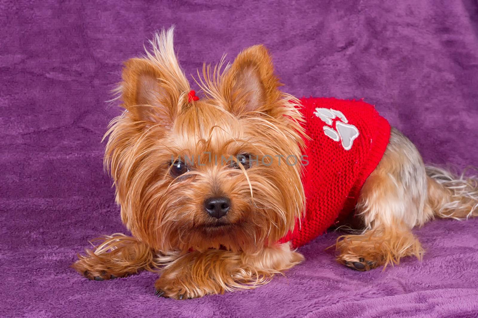 Yorkshire Terrier in warm clothes on purple background