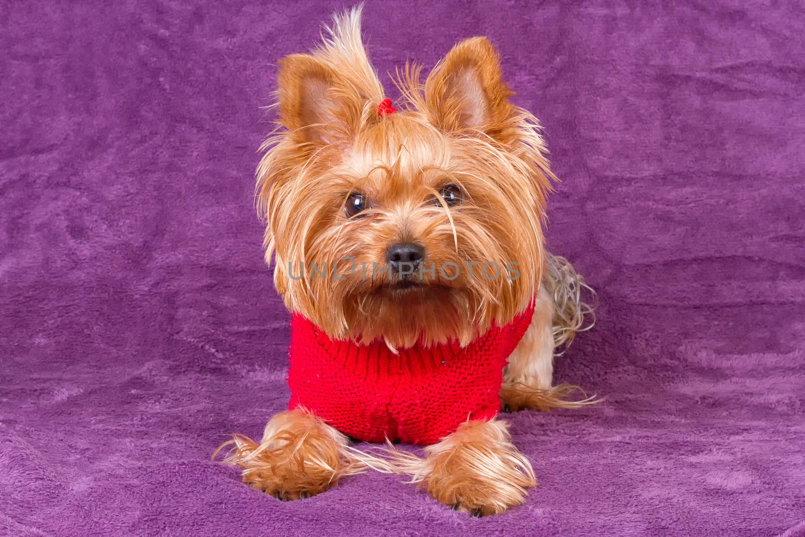 Yorkshire Terrier in warm clothes on purple background