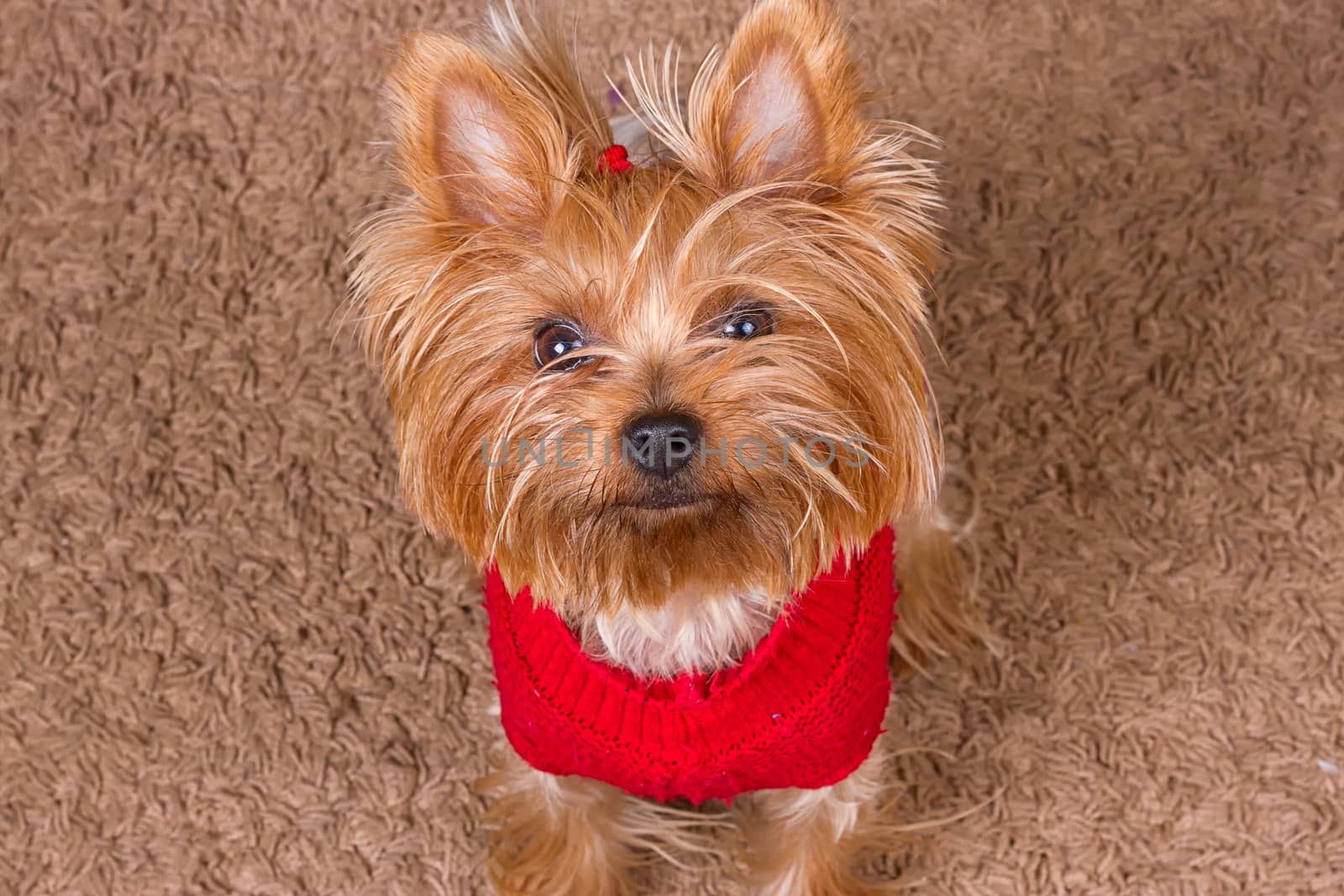 Dog yorkshire terrier in red sweater is sitting on the carpet