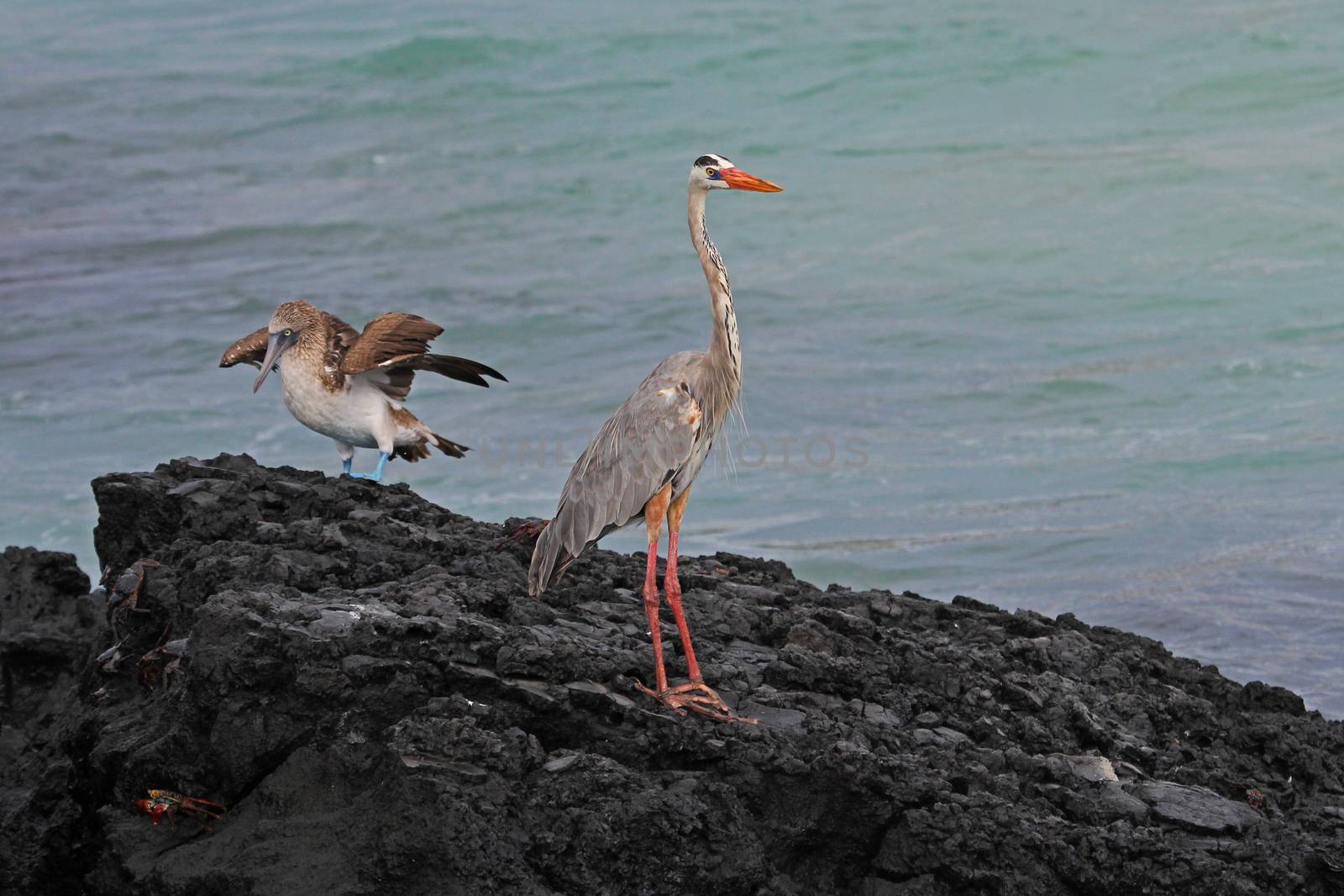 Great Blue Heron, ardea herodias, Galapagos by cicloco