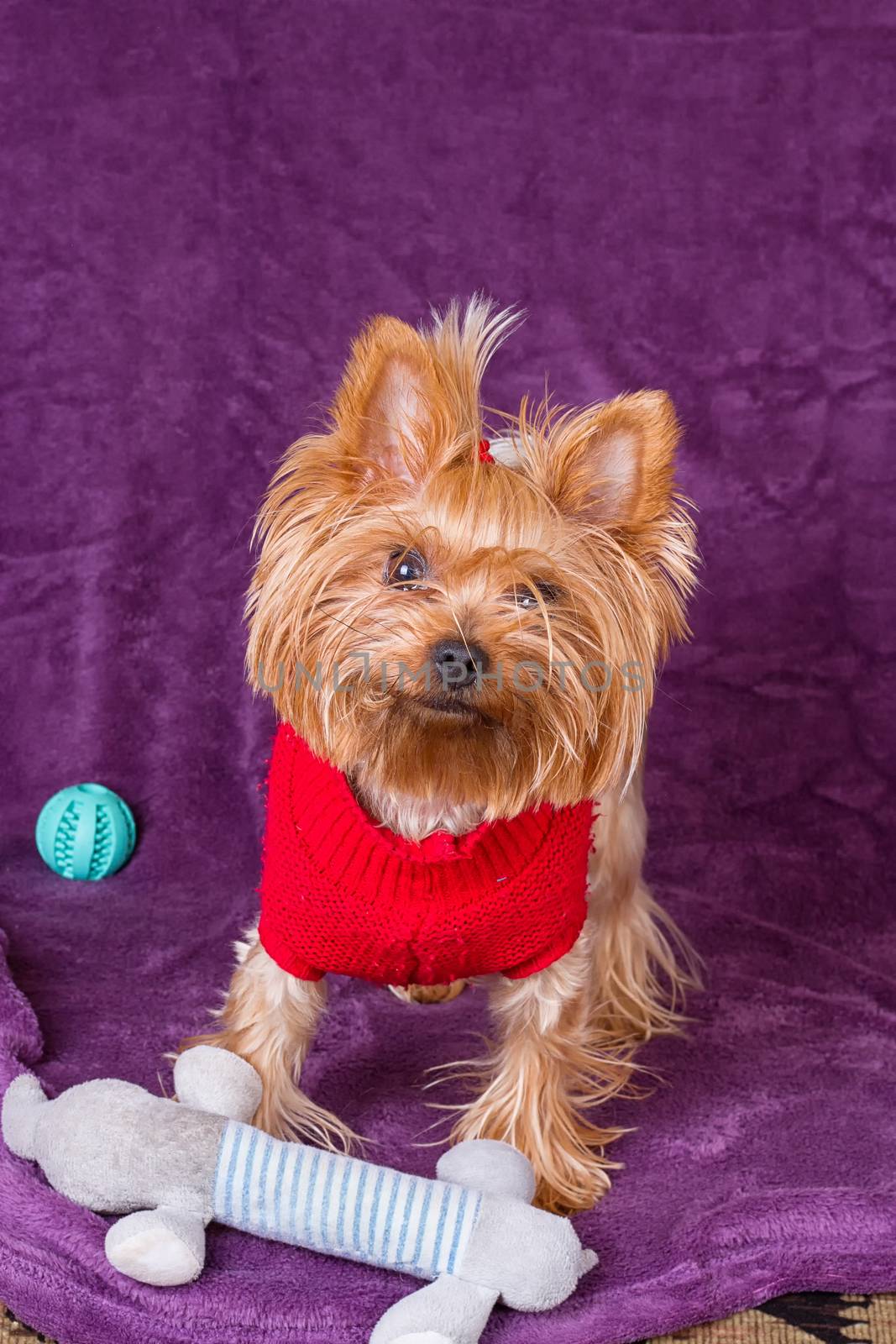 Yorkshire terrier with his dog toys on a purple background