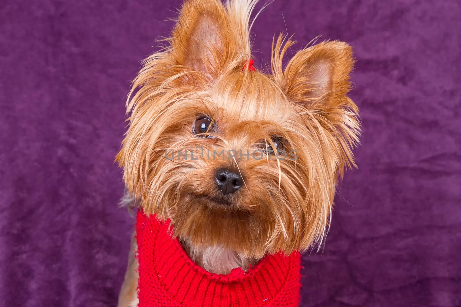 Yorkshire Terrier in warm clothes on purple background