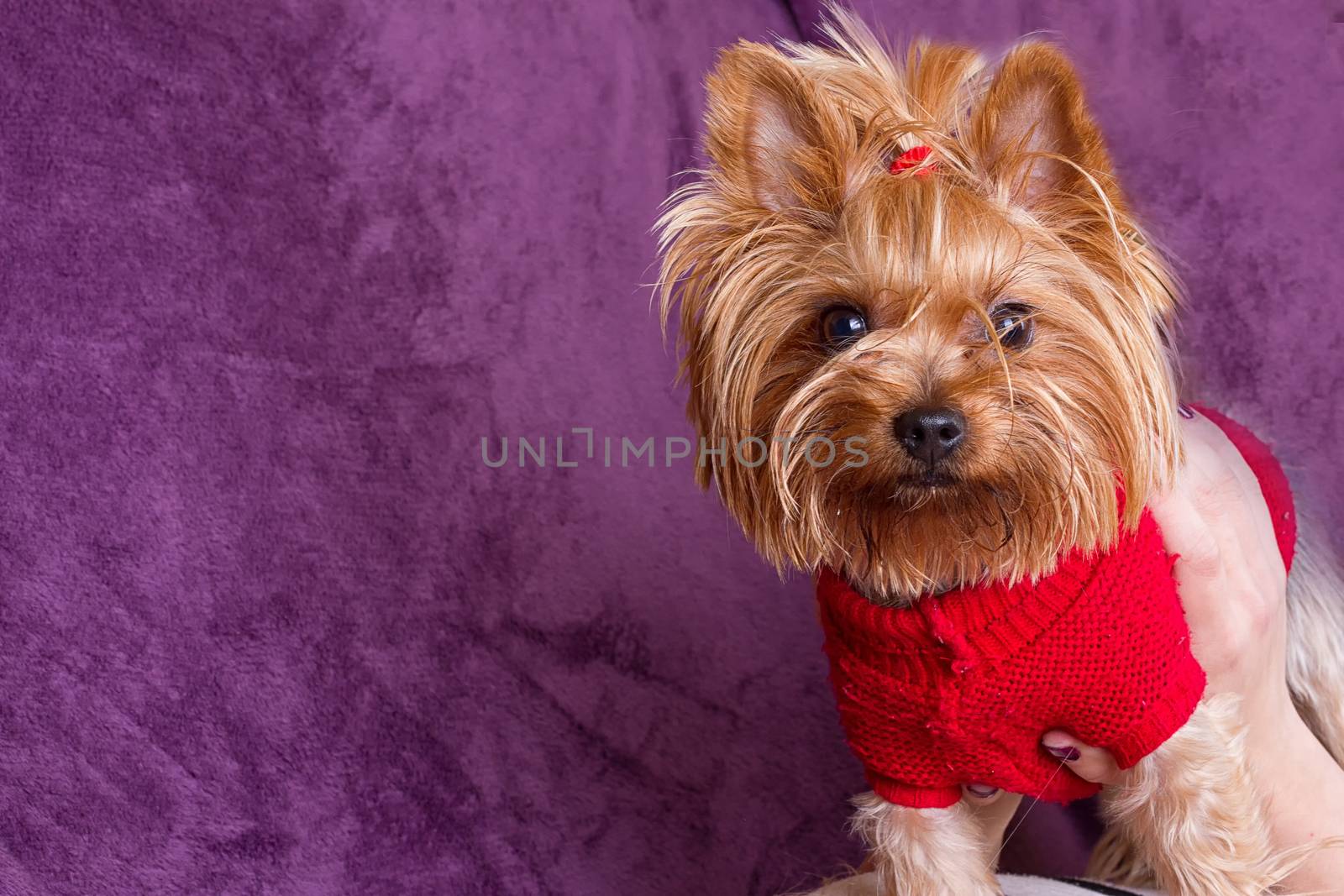 Yorkshire Terrier in warm clothes by victosha