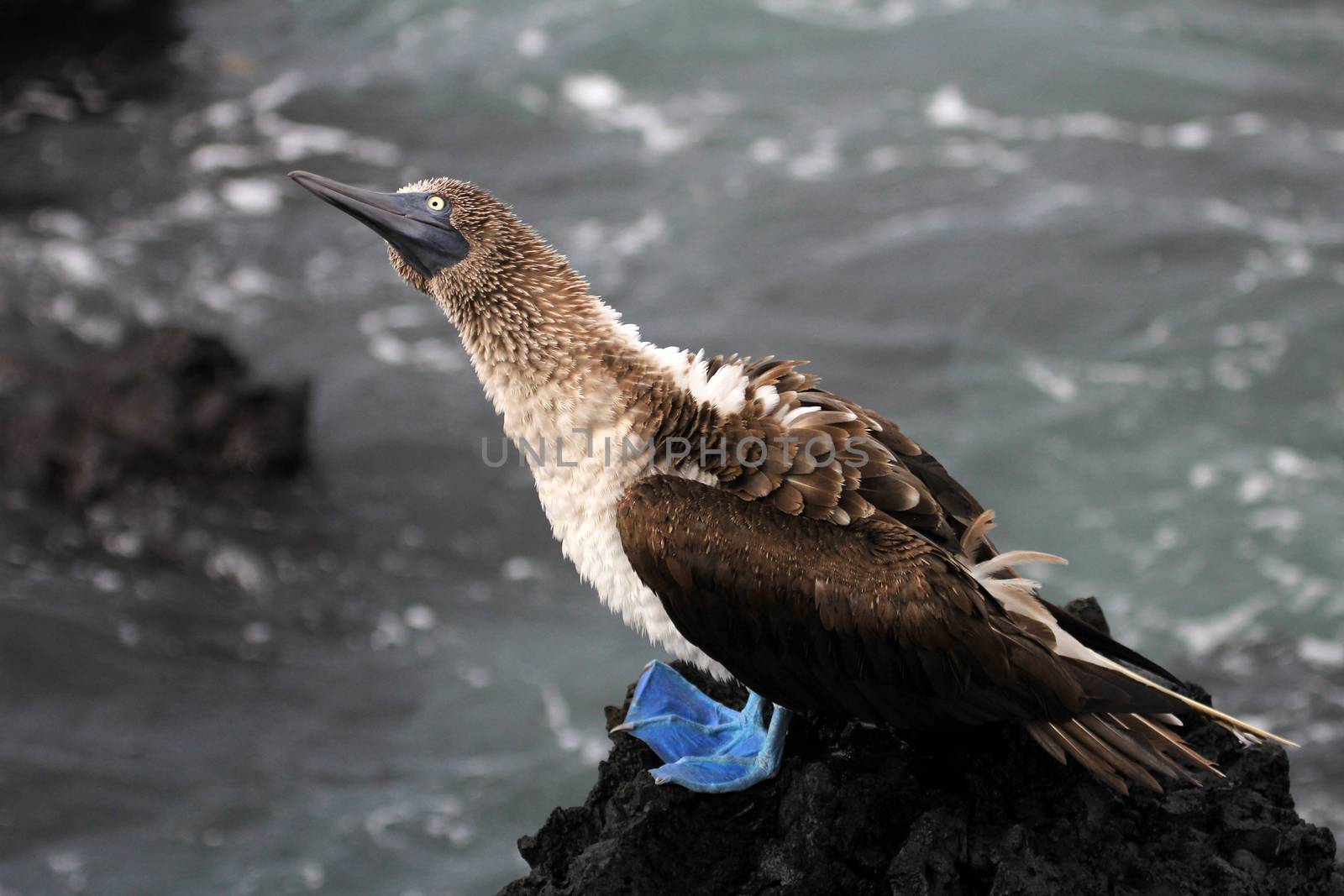 Blue footed booby, sula nebouxii, Galapagos Ecuador