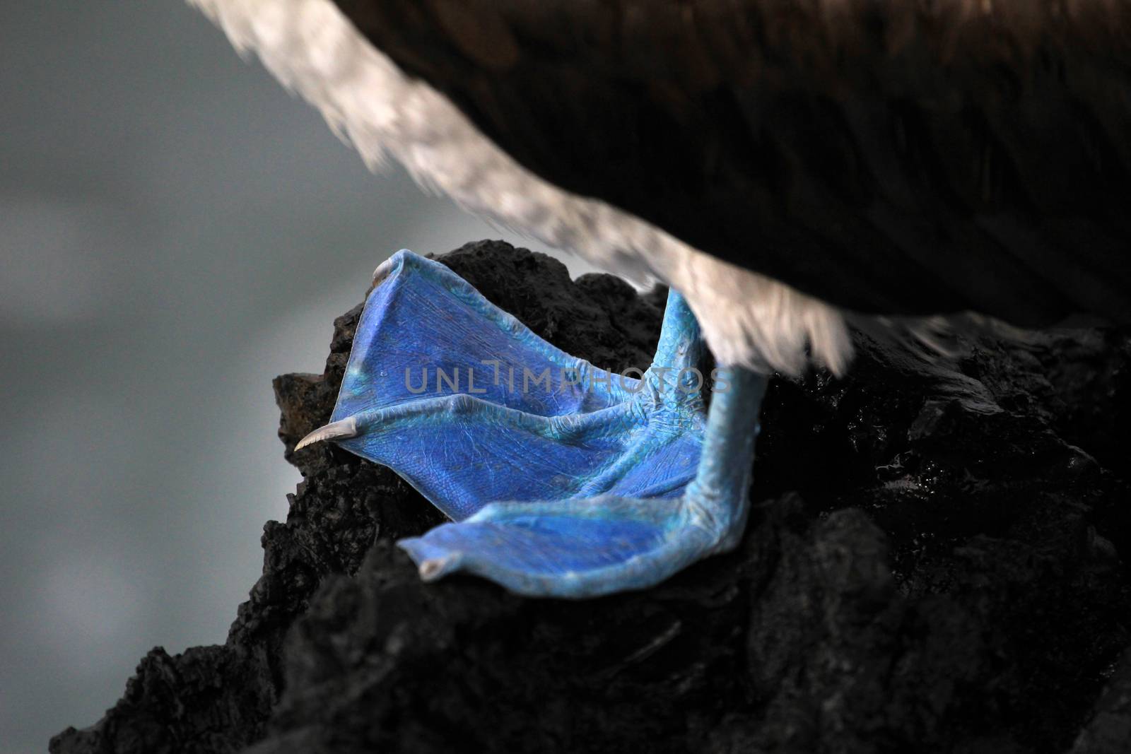 Blue footed booby, sula nebouxii, Galapagos Ecuador