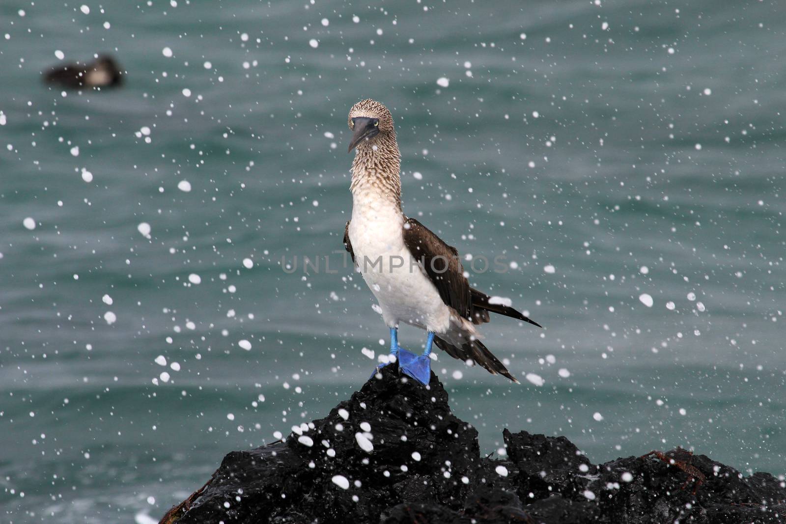 Blue footed booby, sula nebouxii, Galapagos Ecuador