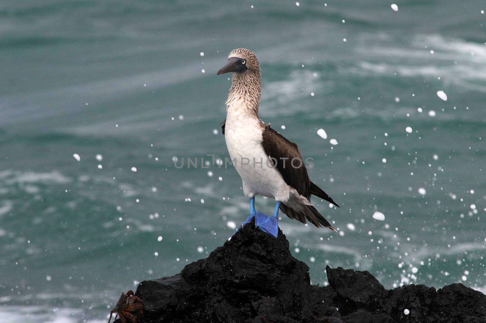 Blue footed booby, sula nebouxii, Galapagos Ecuador