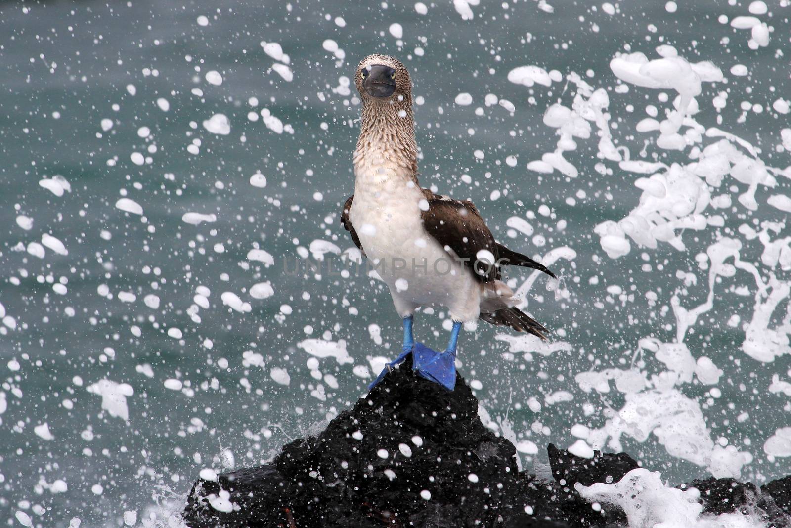 Blue footed booby, sula nebouxii, Galapagos Ecuador