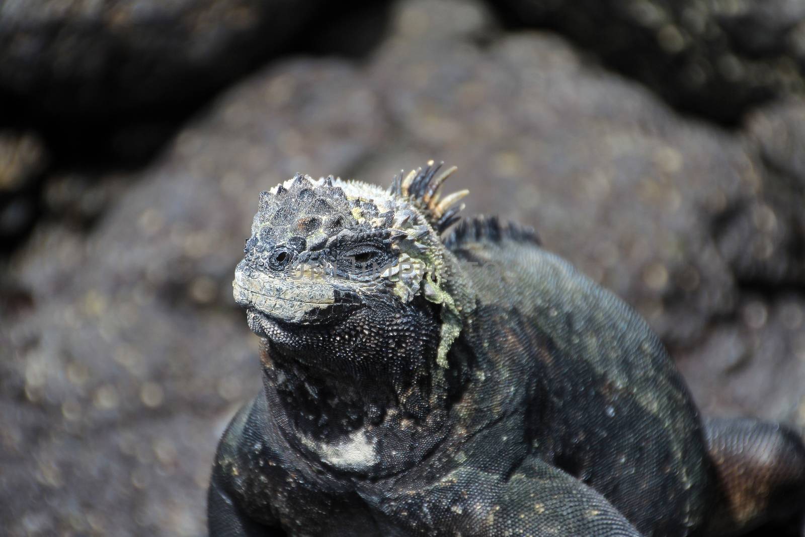 A Galapagos Marine Iguana on lava rocks, amblyrhynchus cristatus