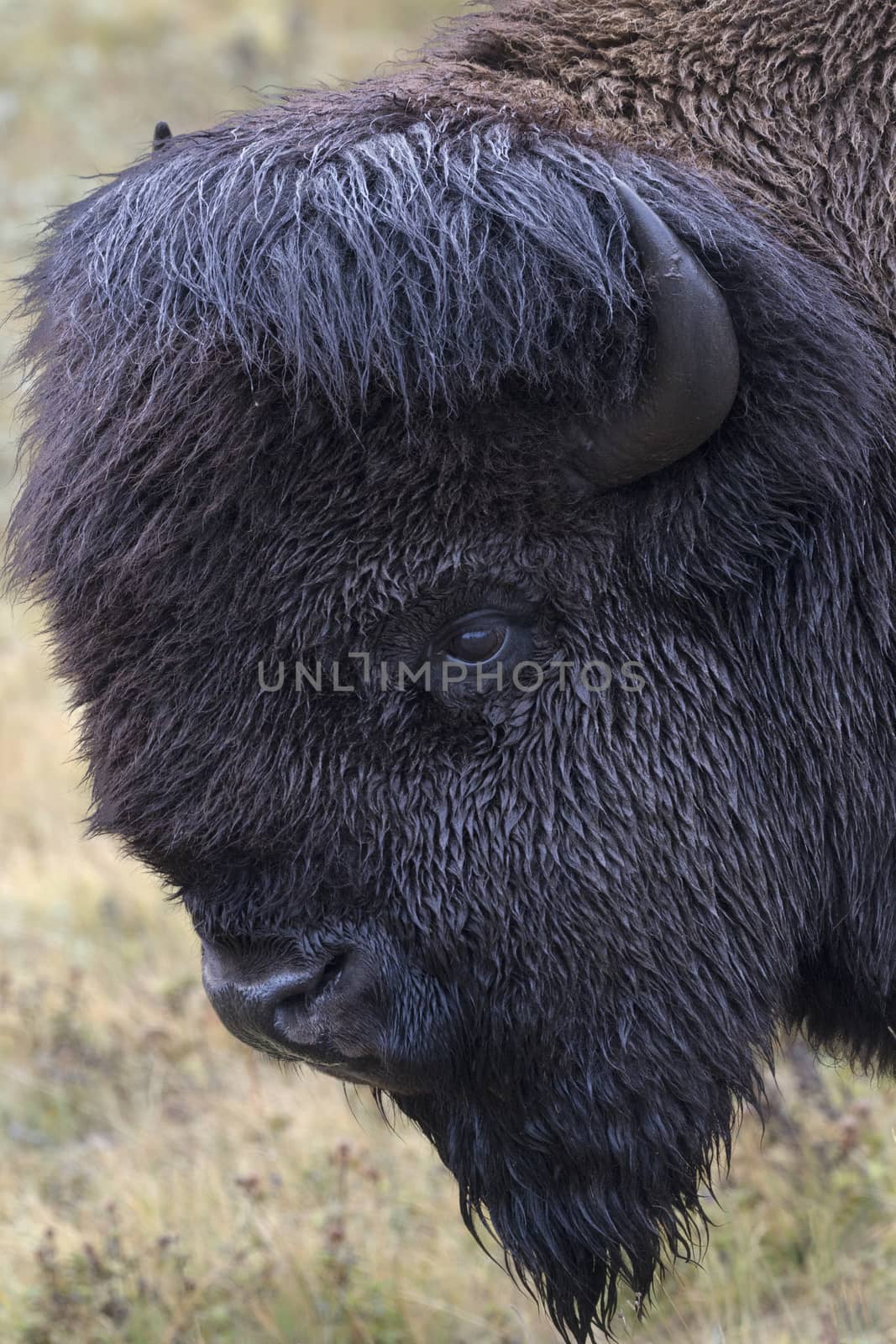 Bison head portrait with green grass background.  Location is the Bison Paddock autodrive of Waterton National Park in Alberta, Canada.  Date is September 11, 2016.  