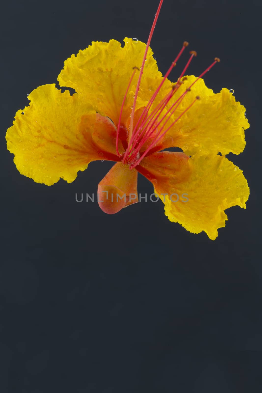 Red bird of paradise blossom is isolated with black copy space below.  Details are visible in botanical photograph.