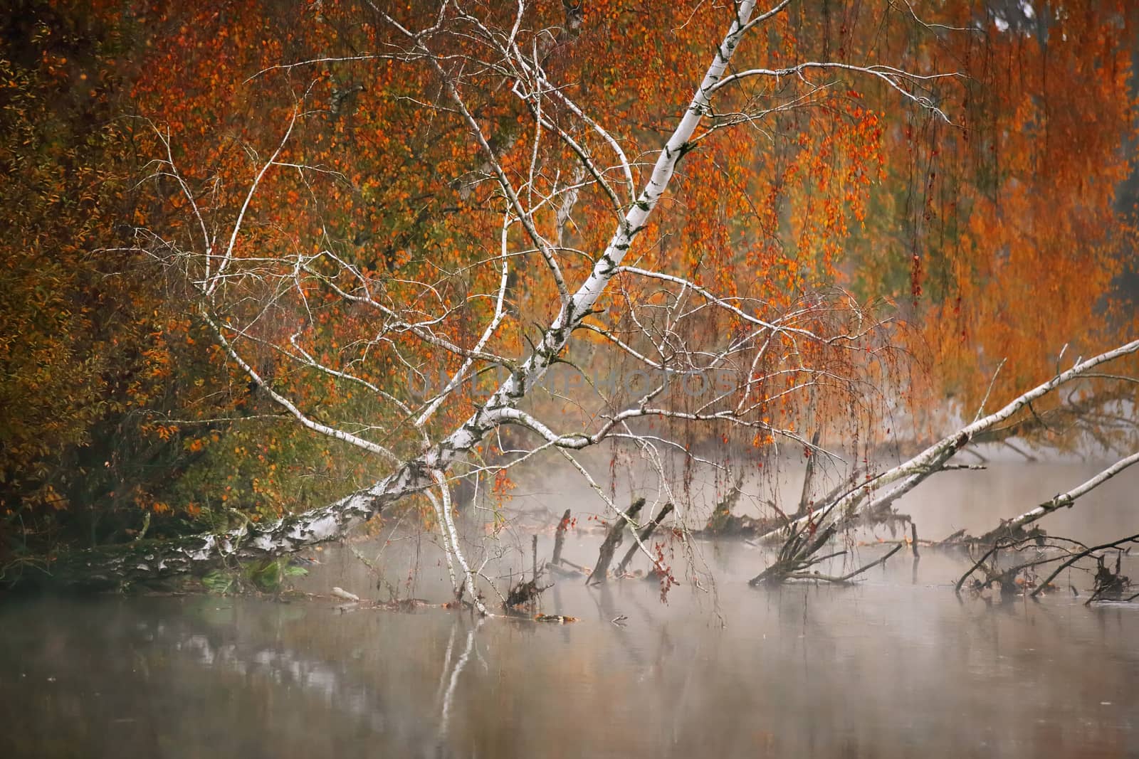 Birch tree near the river on a misty morning by weise_maxim