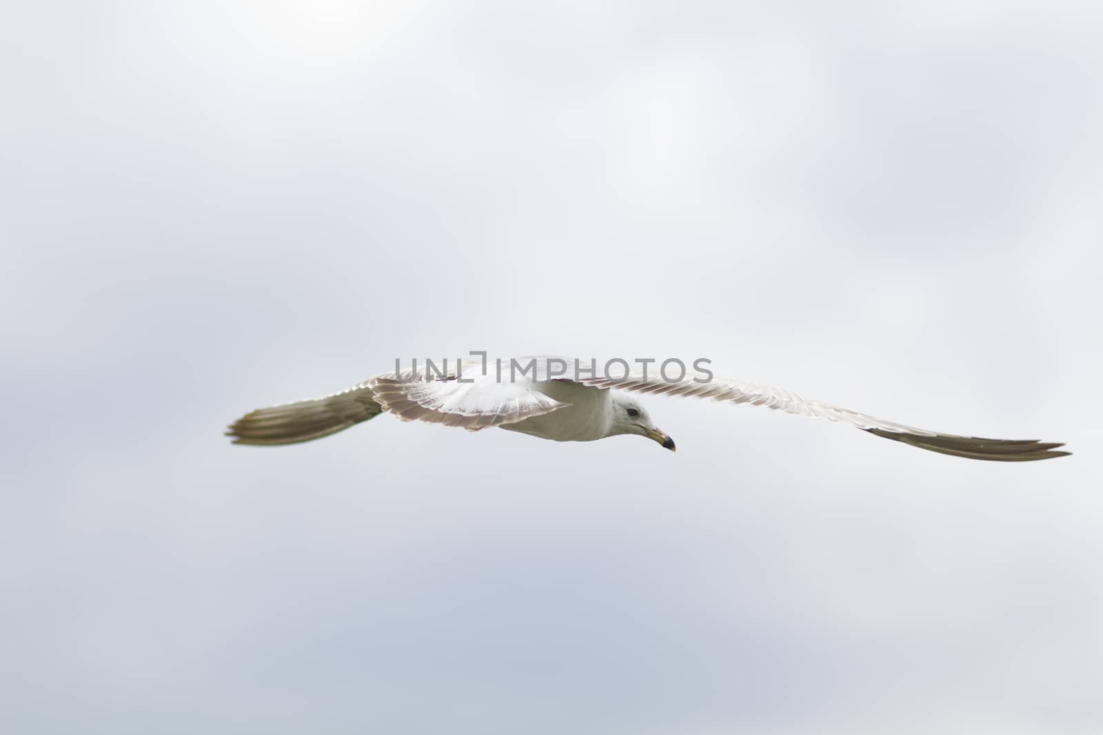 Graceful seagull by fmcginn
