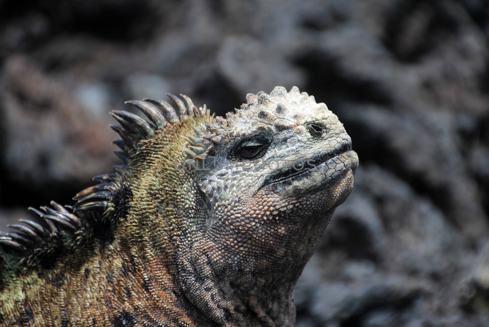 A Galapagos Marine Iguana head, amblyrhynchus cristatus