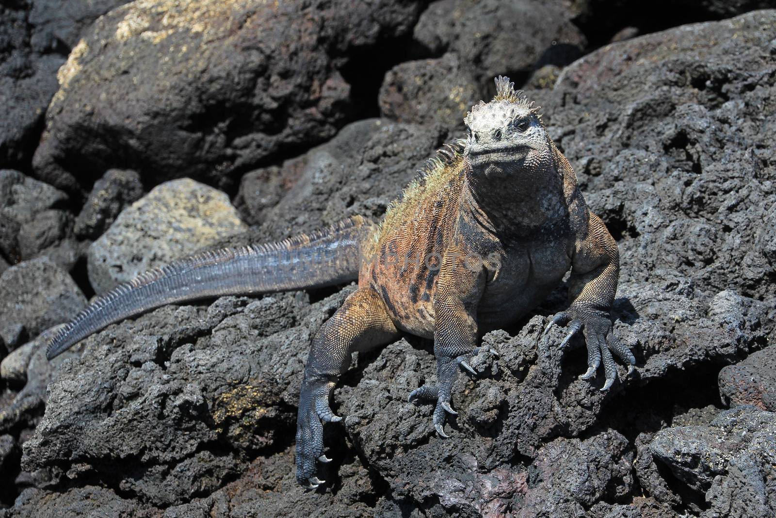 A Galapagos Marine Iguana on lava rocks, amblyrhynchus cristatus