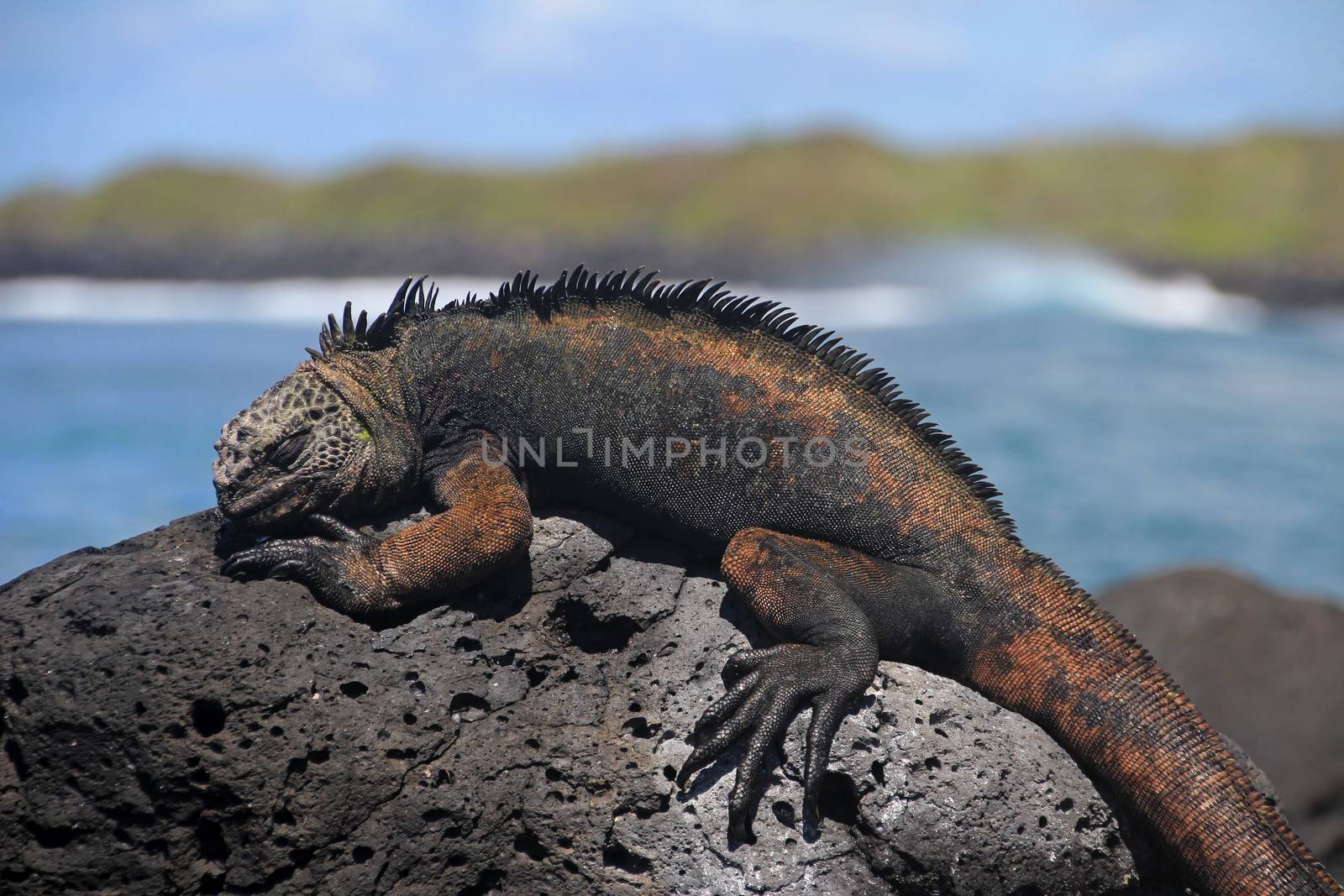 A Galapagos Marine Iguana resting on lava rocks, amblyrhynchus cristatus