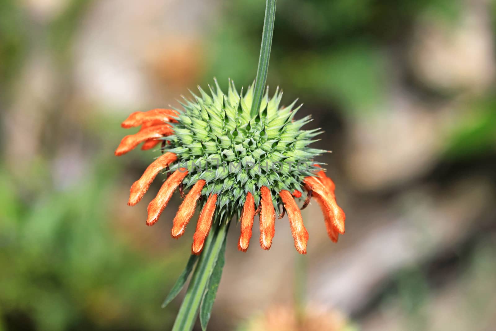 Orange green wild single flower in the Cordillera Huayhuash in Peru, often visited by the colibris, because of their nectar.