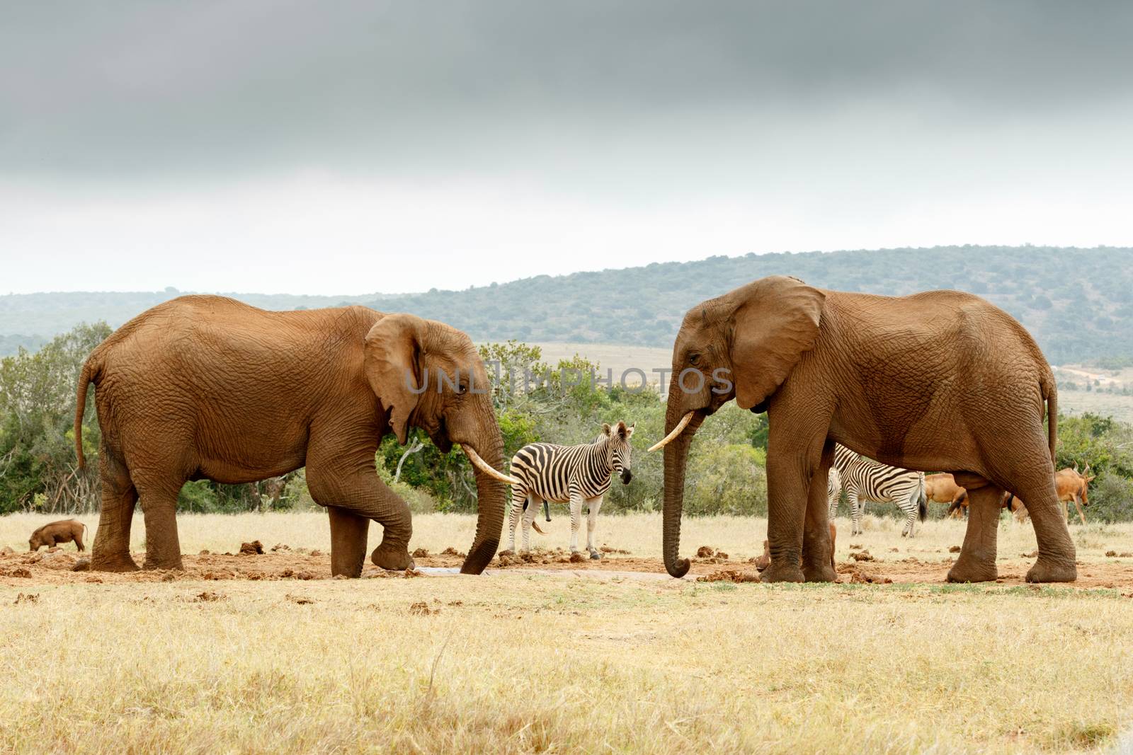 Bush Elephant lifting his leg while the other Elephant is staring at him at the dam.