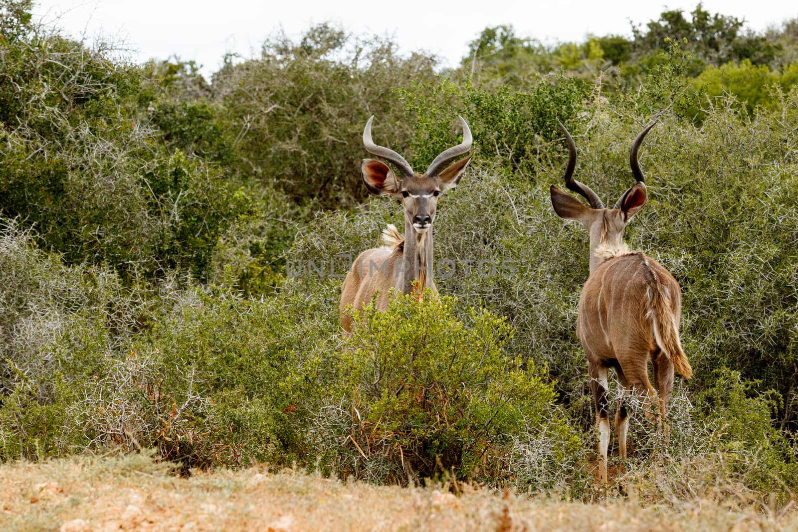 Two Greater Kudu standing and facing each other creating a mirror image.