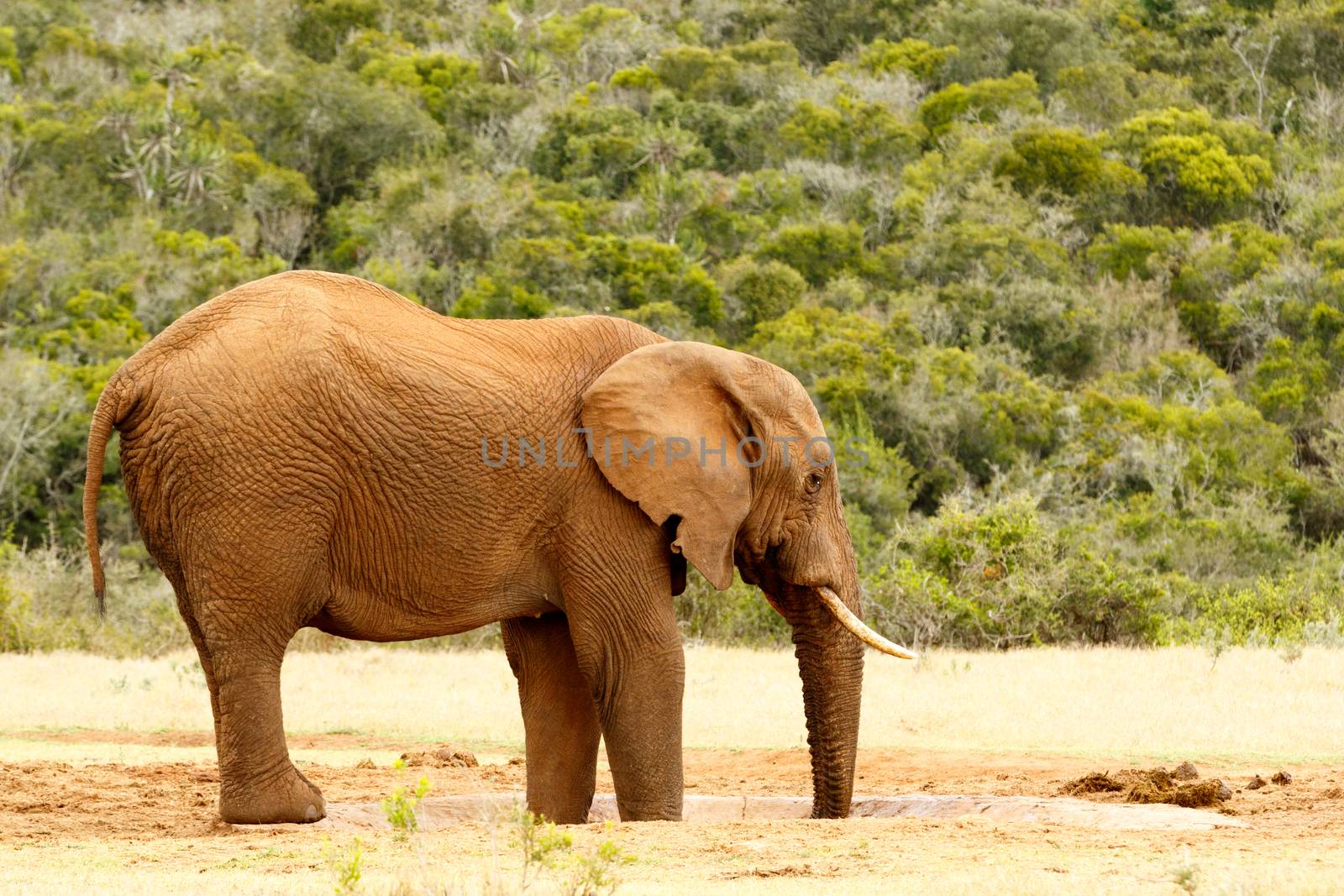 Bush Elephant drinking water with his feet and trunk in the watering hole.