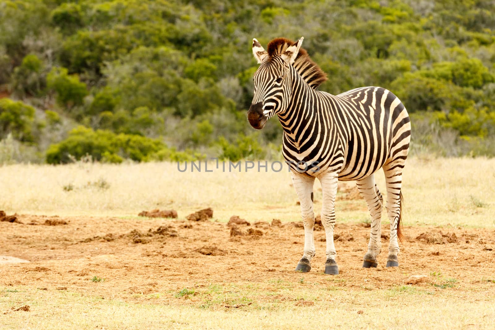 Burchell's Zebra standing close to the dam, waiting for his turn to drink some water.