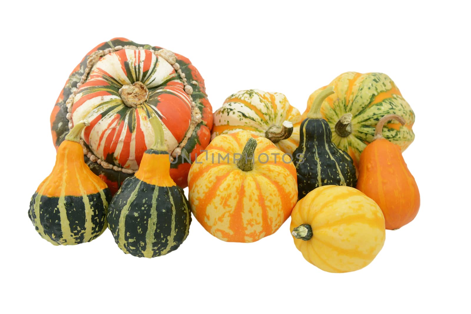 Selection of ornamental gourds with striped Turks turban squash and yellow and green Festival squash, isolated on a white background