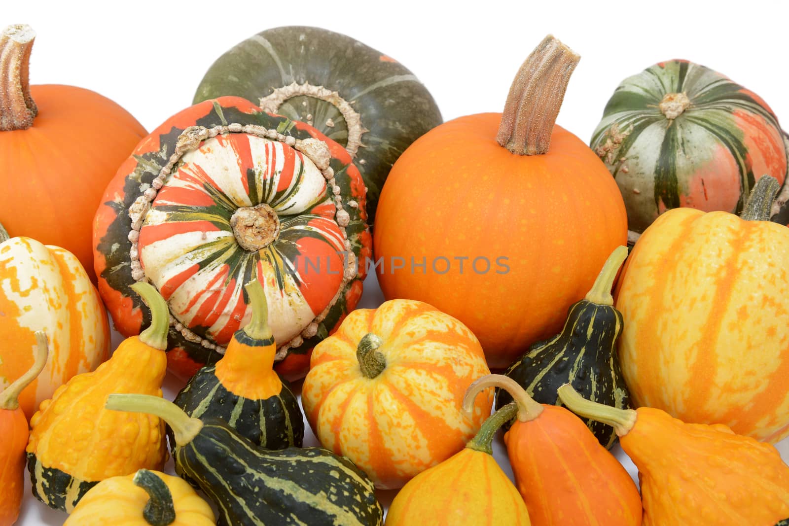 Pile of autumn pumpkins and squashes with ornamental gourds, against a white background