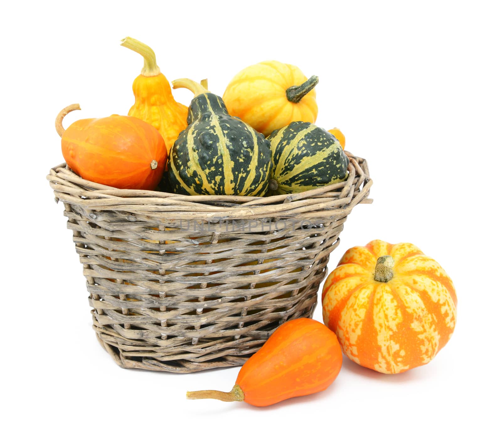 Selection of green, orange and yellow ornamental gourds in a rustic woven basket, two squash lie beside, isolated on a white background