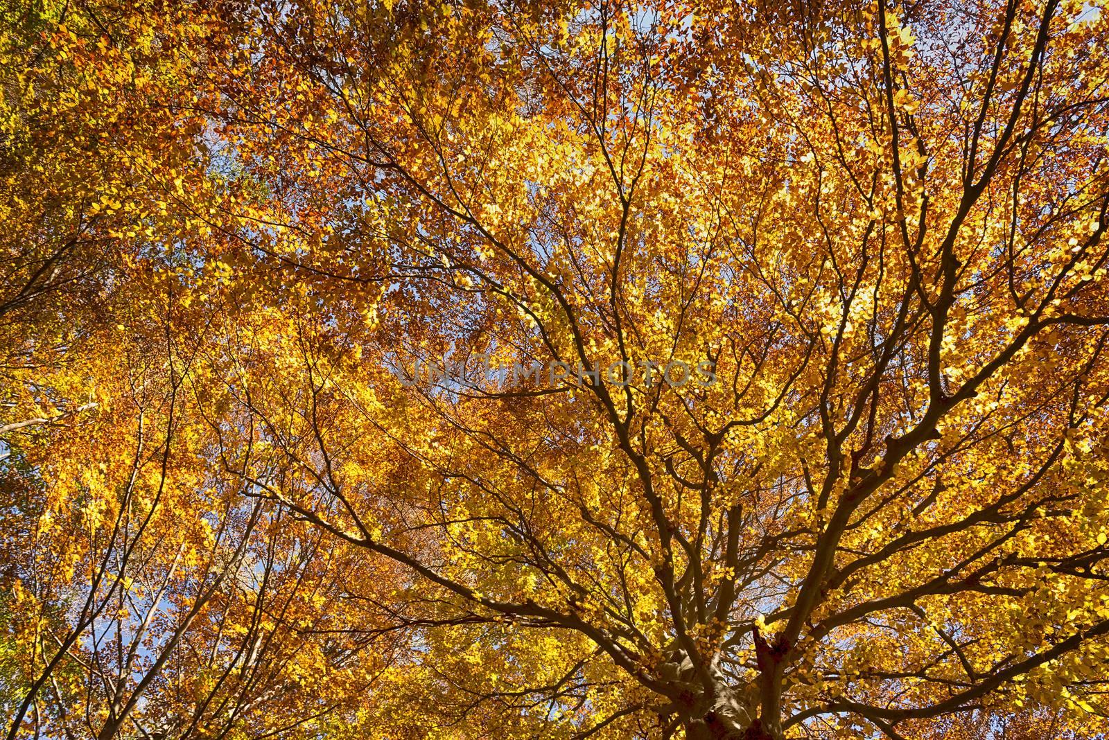 The Trees, autumn season by Mdc1970