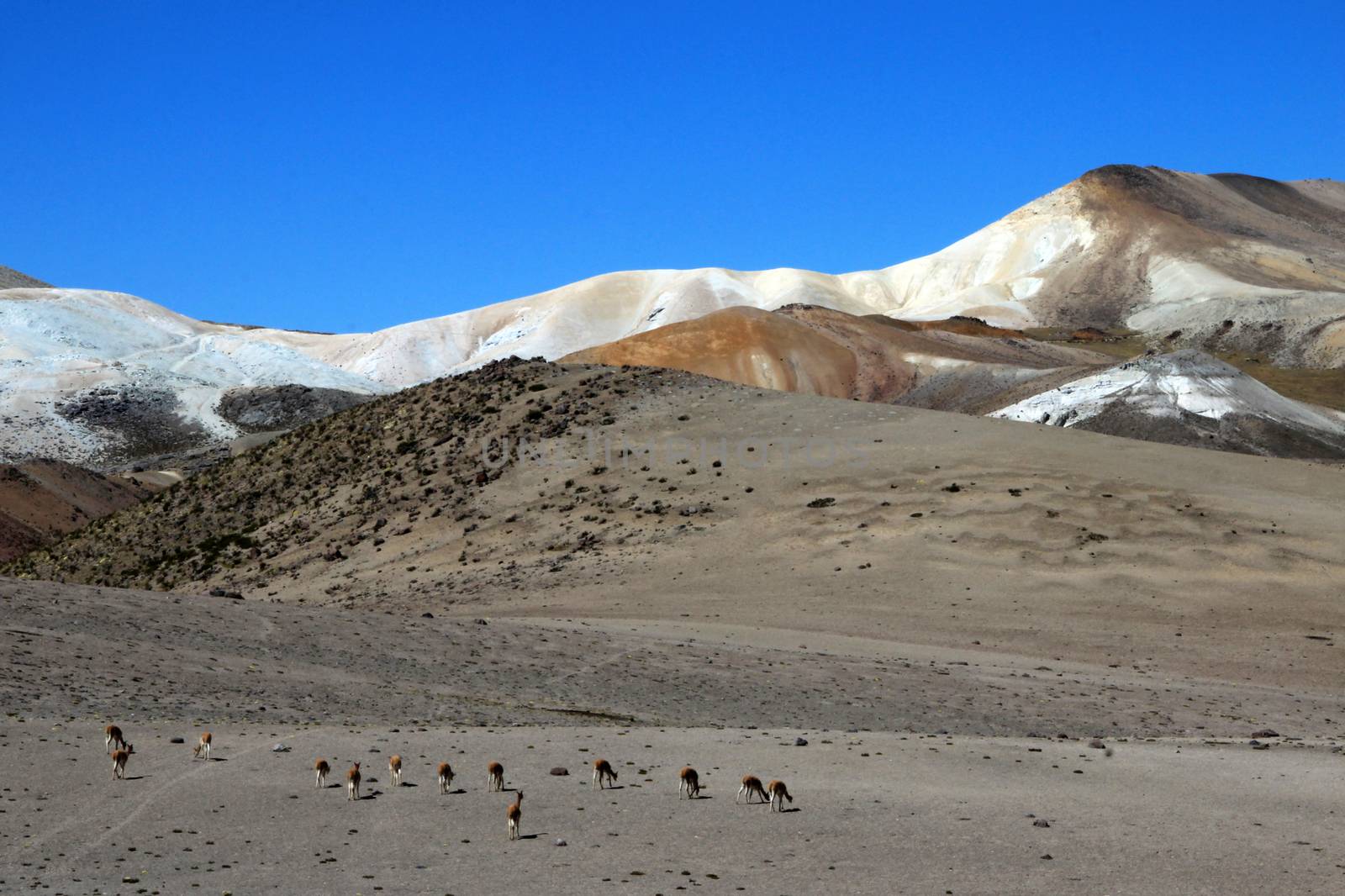 Vicunas in moon valley of the andean mountains Peru